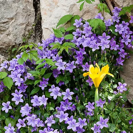 Lägenhet Rajski Vrt Crikvenica