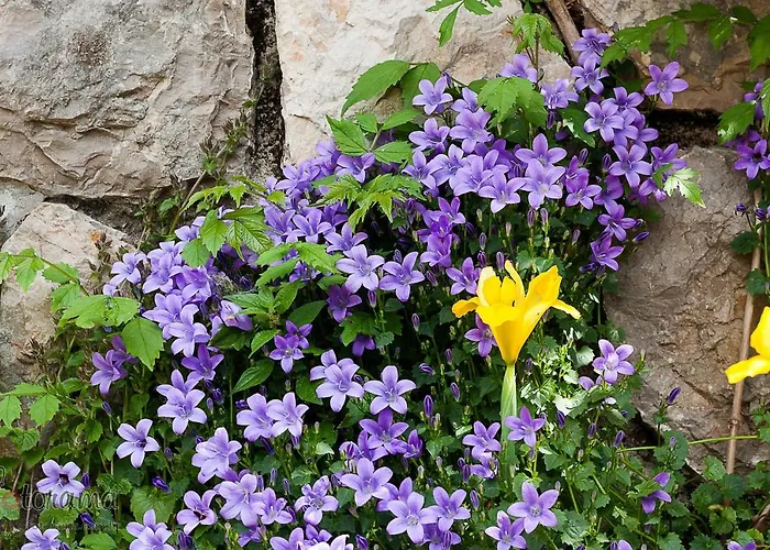 Apartament Rajski Vrt Crikvenica